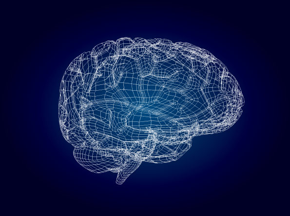3D模型风格大脑