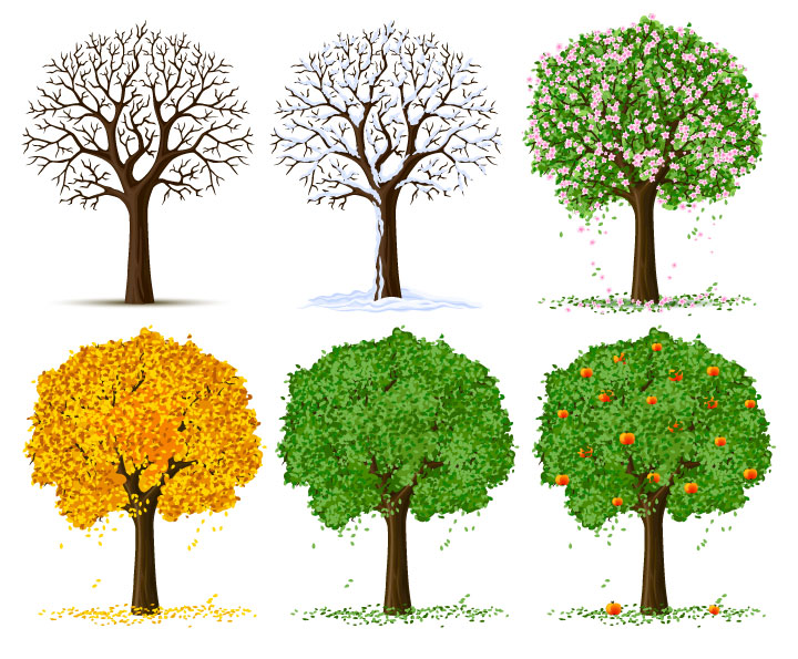 四季的树木