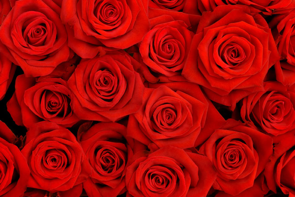 红色玫瑰花背景