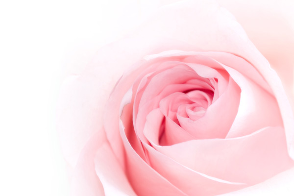 粉红色玫瑰花图