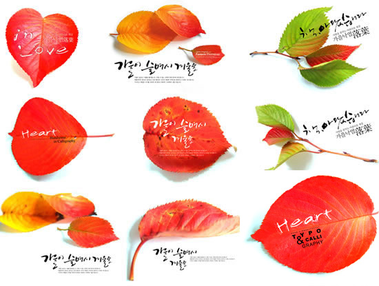 韩国红叶树叶