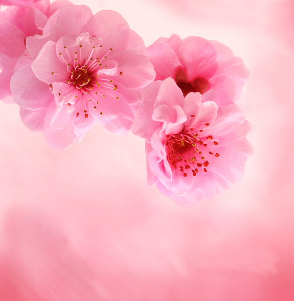 粉粉桃花