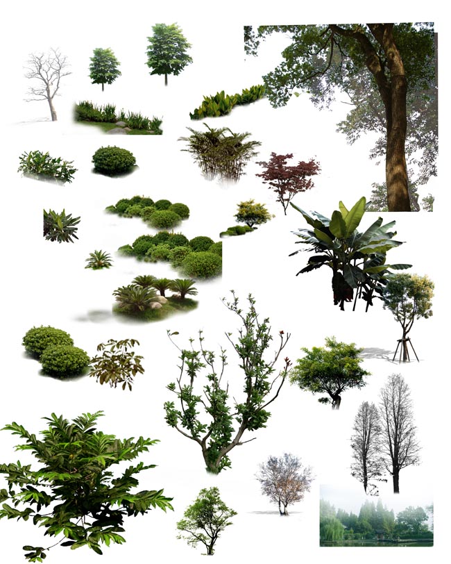 植物树PSD素材