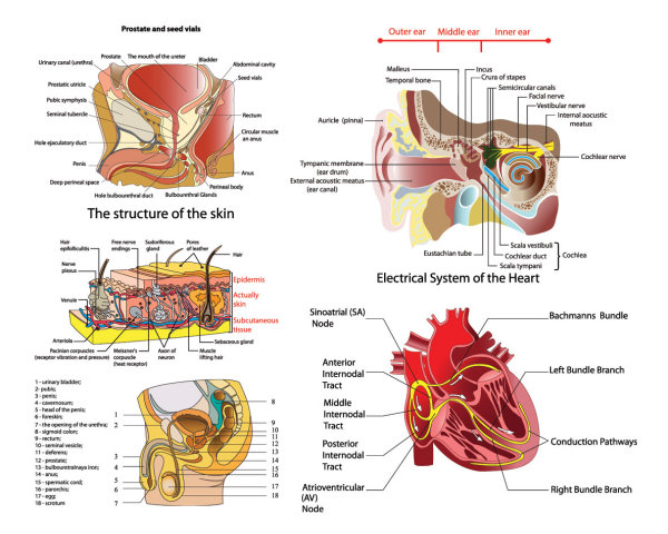 人体器官结构图