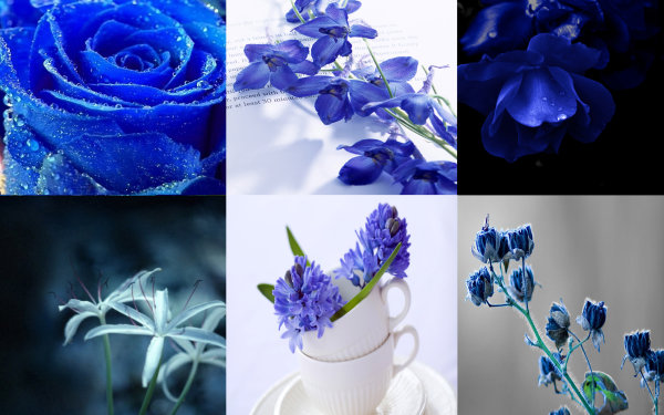 蓝色植物花卉
