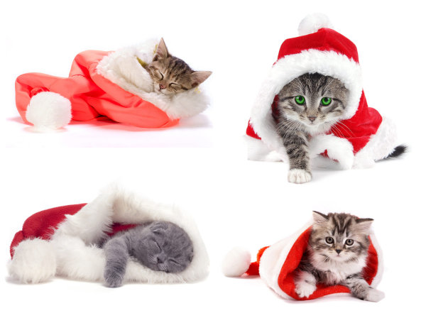 圣诞帽与猫