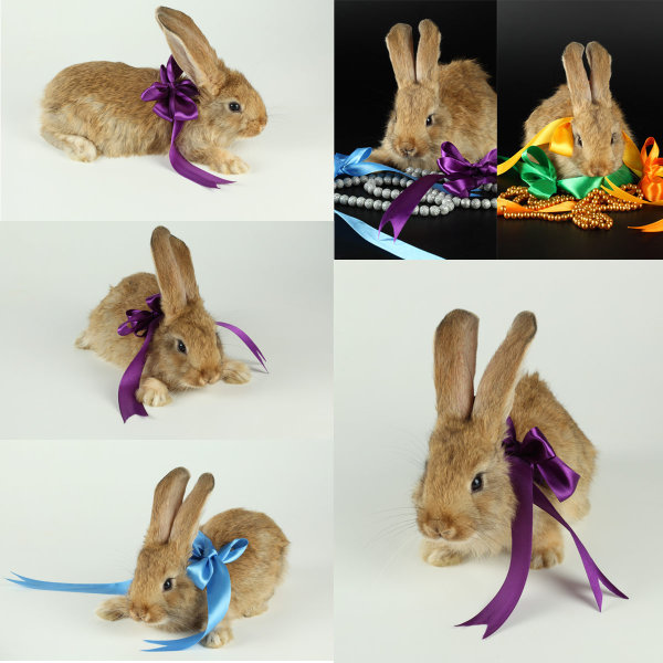 兔子与丝带