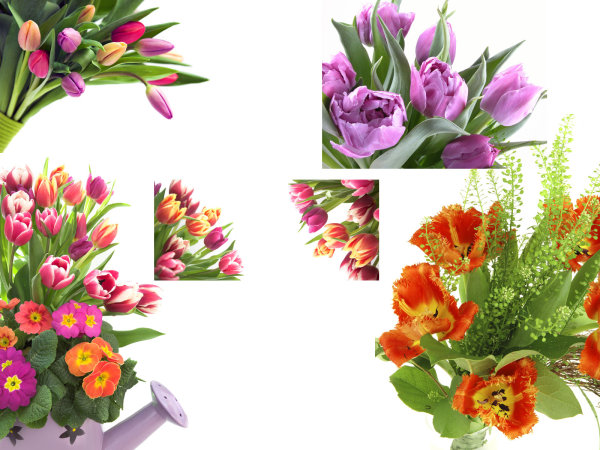 鲜花,花朵,花卉,高清图片,jpg格式,300dpi,4000x3000 下载文件电信