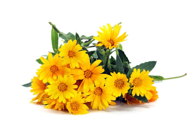 Delicious yellow chrysanthemums, delicious, yellow, Daisy, flowers 