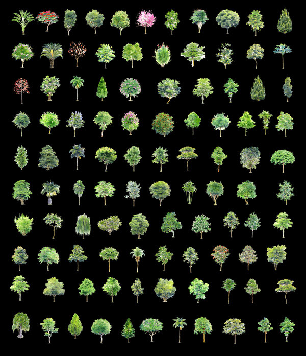 园林绿色小树木
