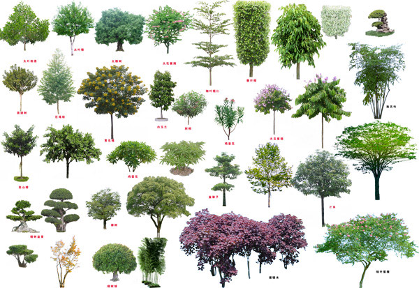 绿篱植物品种图片名称_适合作绿篱的树种