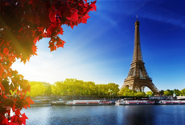 枫叶树巴黎铁塔
