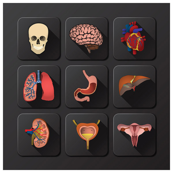 人体器官,人体内脏图,内脏器官_曲谱分享