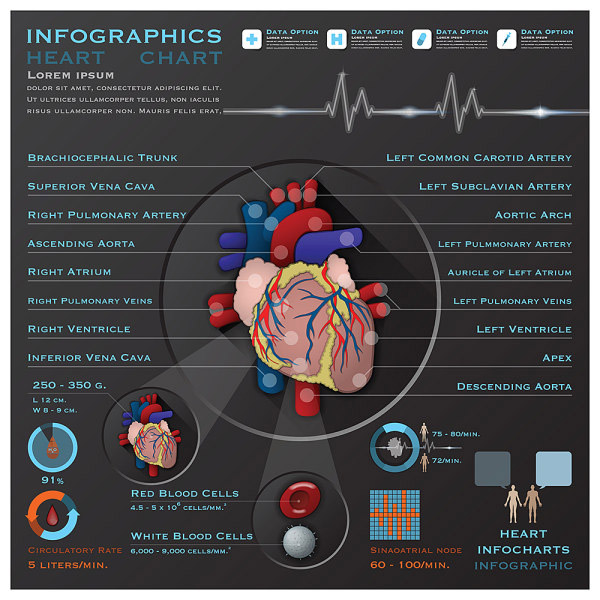 心脏器官信息图