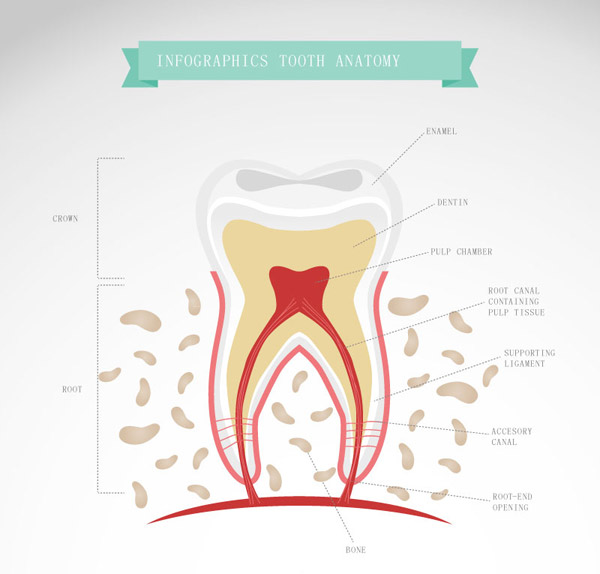 牙齿形态解剖图