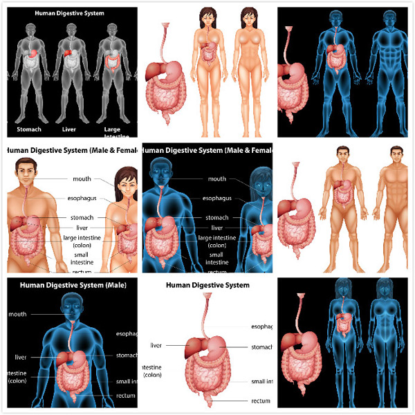 消化系统剖析