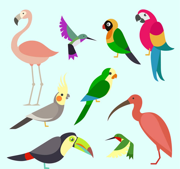 彩色鸟类设计