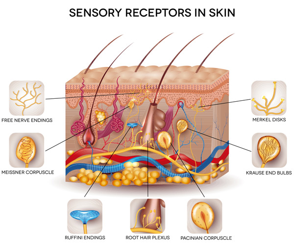 Ƥ����֯�ͽṹ