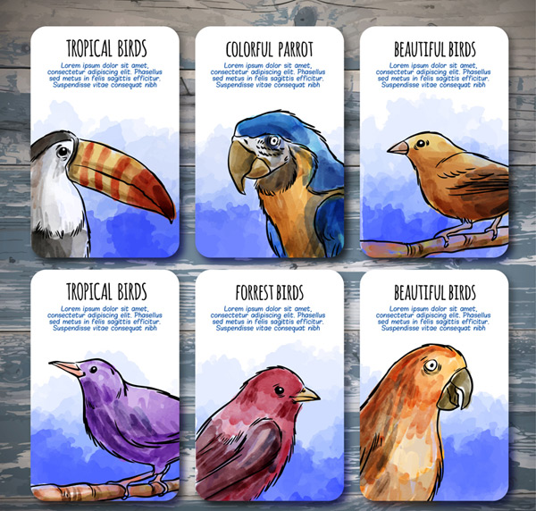 热带鸟类卡片