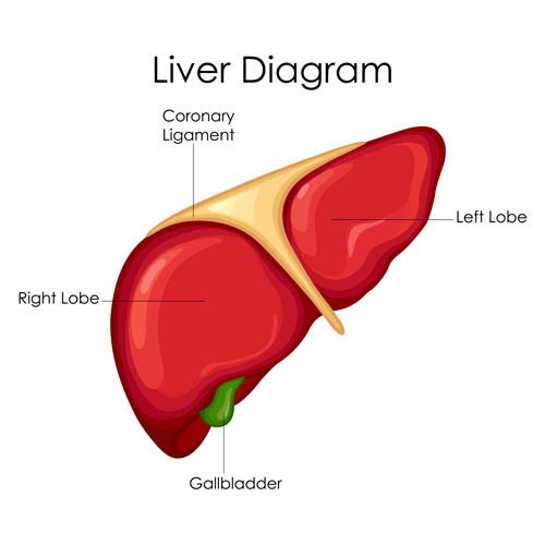 肝脏解剖图
