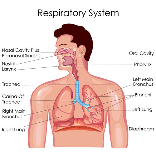 呼吸系统解剖图