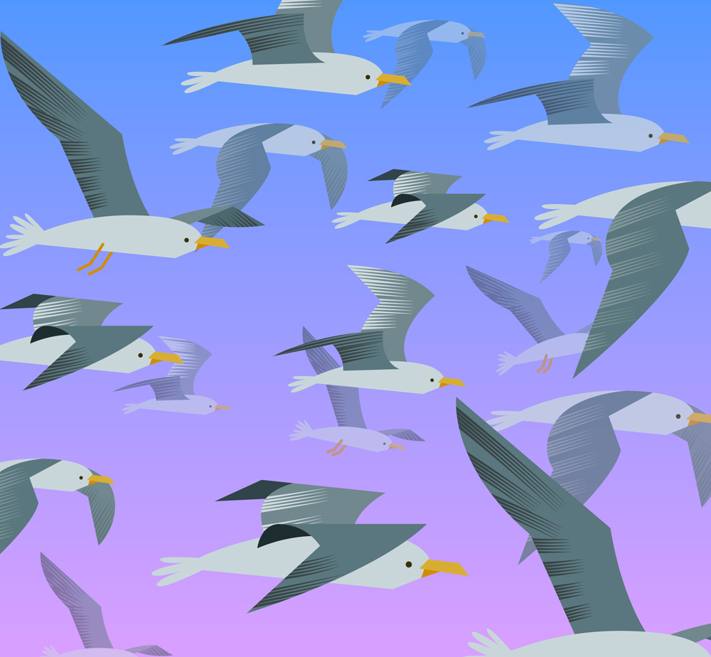 彩绘海鸥群