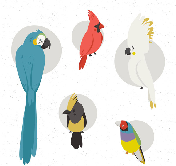 5款彩绘鸟类