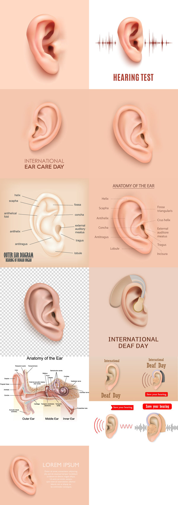 耳部结构解剖图