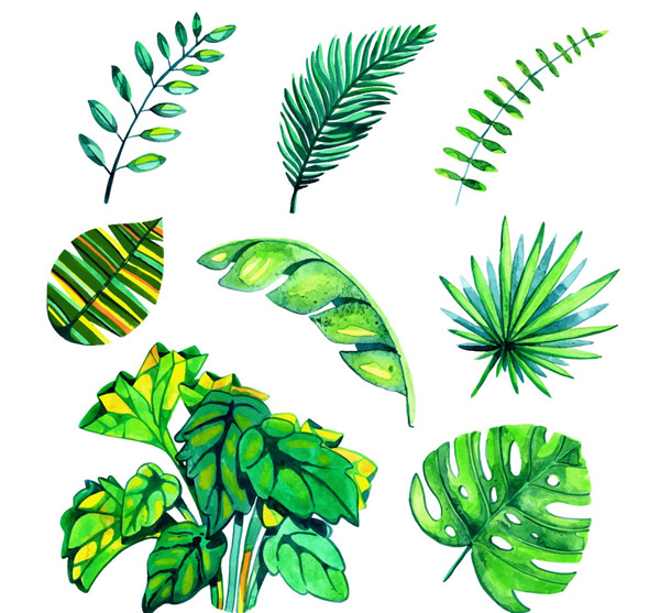 水彩绘绿色棕榈树叶