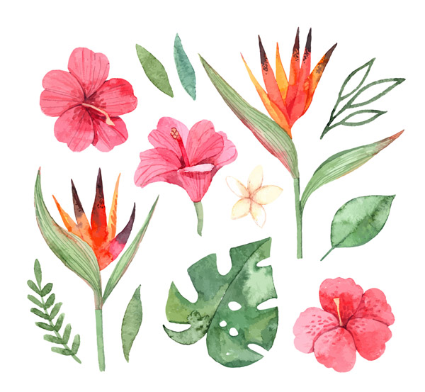 热带花卉和叶子