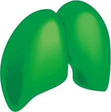 绿色肺模型