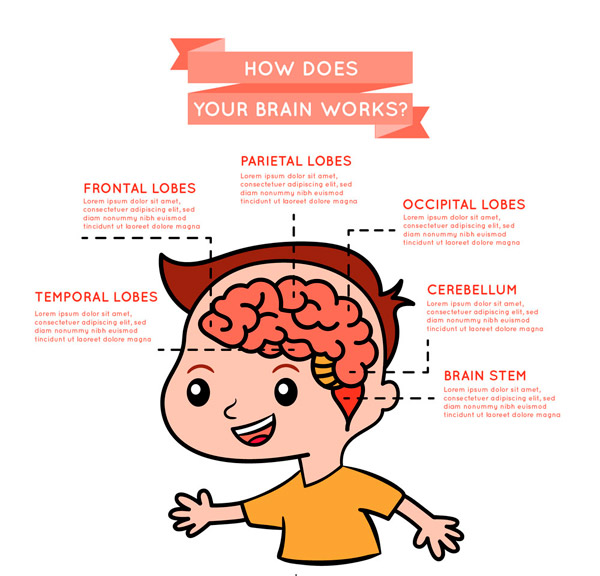 男孩大脑运作信息图