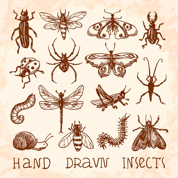 15款手绘昆虫