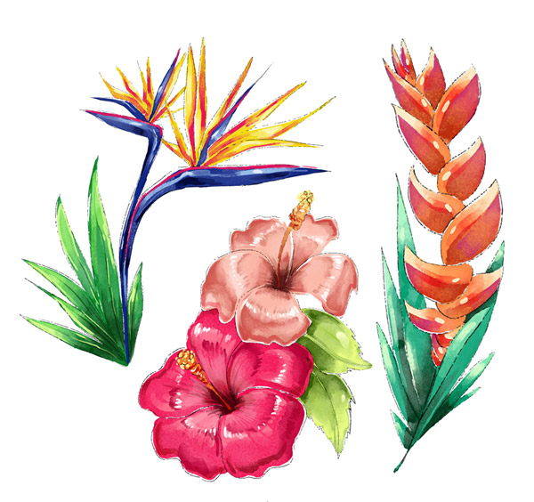 水彩绘热带花卉