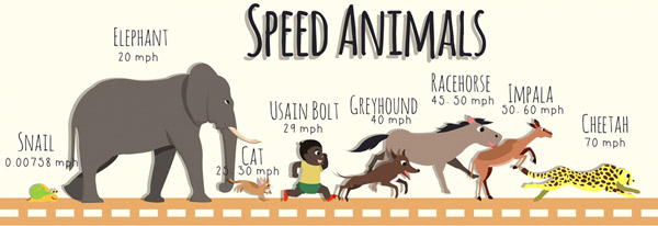 动物奔跑速度信息图