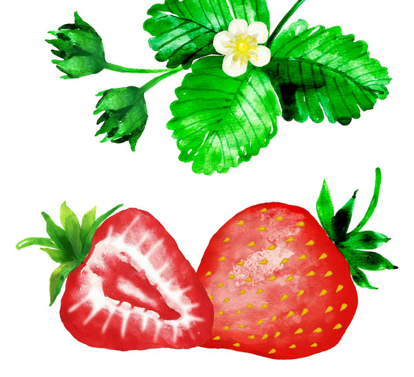 草莓和草莓叶