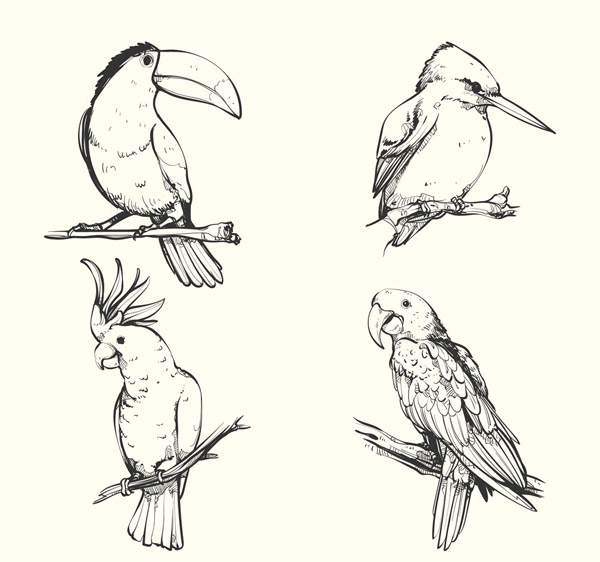 手绘鸟类设计