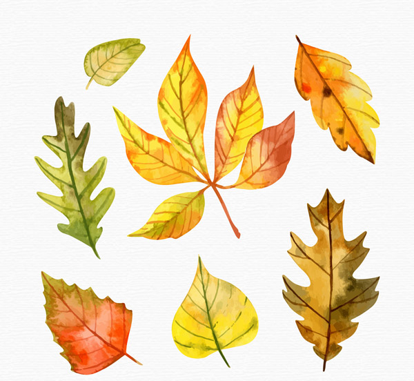 水彩绘秋季树叶