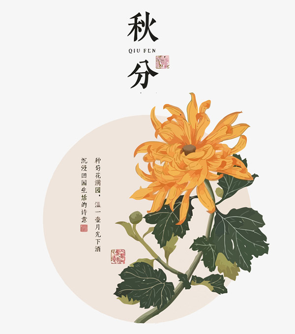 秋分中国风菊花