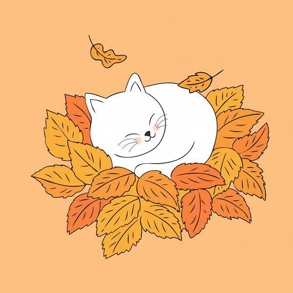 睡在叶子上的猫