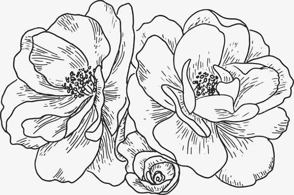 手绘线稿花朵