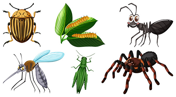 不同种类的昆虫