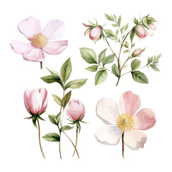 水彩粉色花卉插画