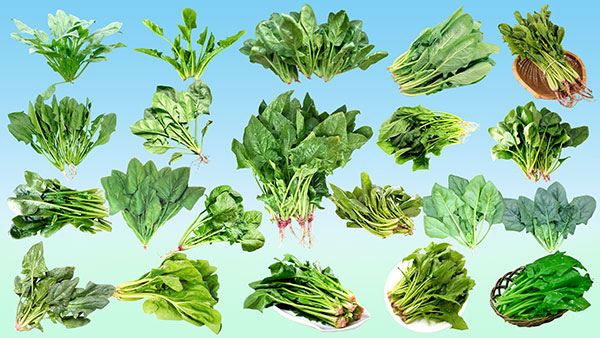 常见的蔬菜种类有哪些—— 绿叶菜类蔬菜是指以嫩叶,叶柄,嫩茎或幼嫩
