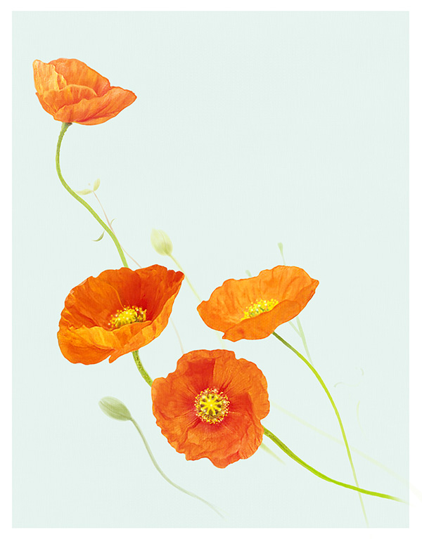 橙色的罂粟花
