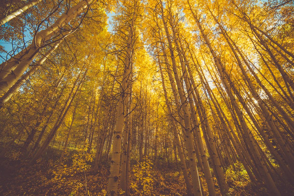 黄色树林图片