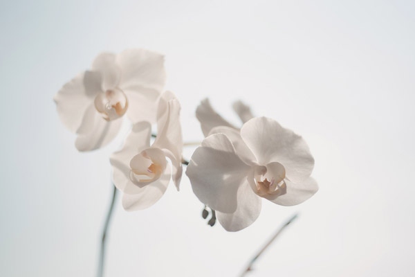 美丽白色兰花