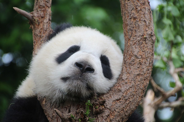 树上睡觉的熊猫