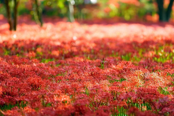红色石蒜花