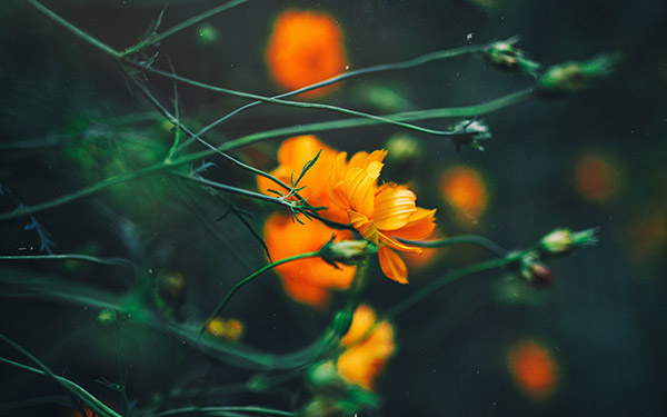 橙色花朵